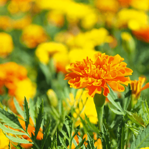 Companion planting and how it works - Rare Dragon Fruit