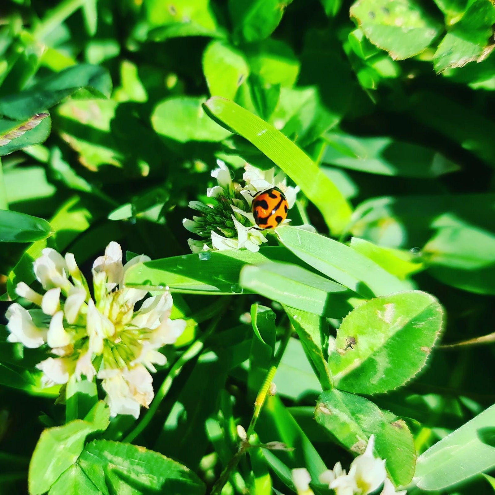 Green Mulch? - Rare Dragon Fruit