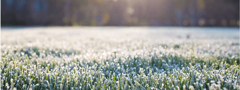 Growing dragon fruit in Colder Climates and Southern Sates -NSW OR VIC. - Rare Dragon Fruit