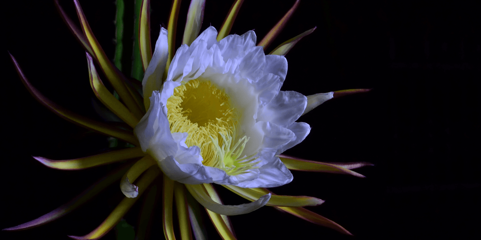 Light Stimulation of Dragon Fruit Plants - Rare Dragon Fruit