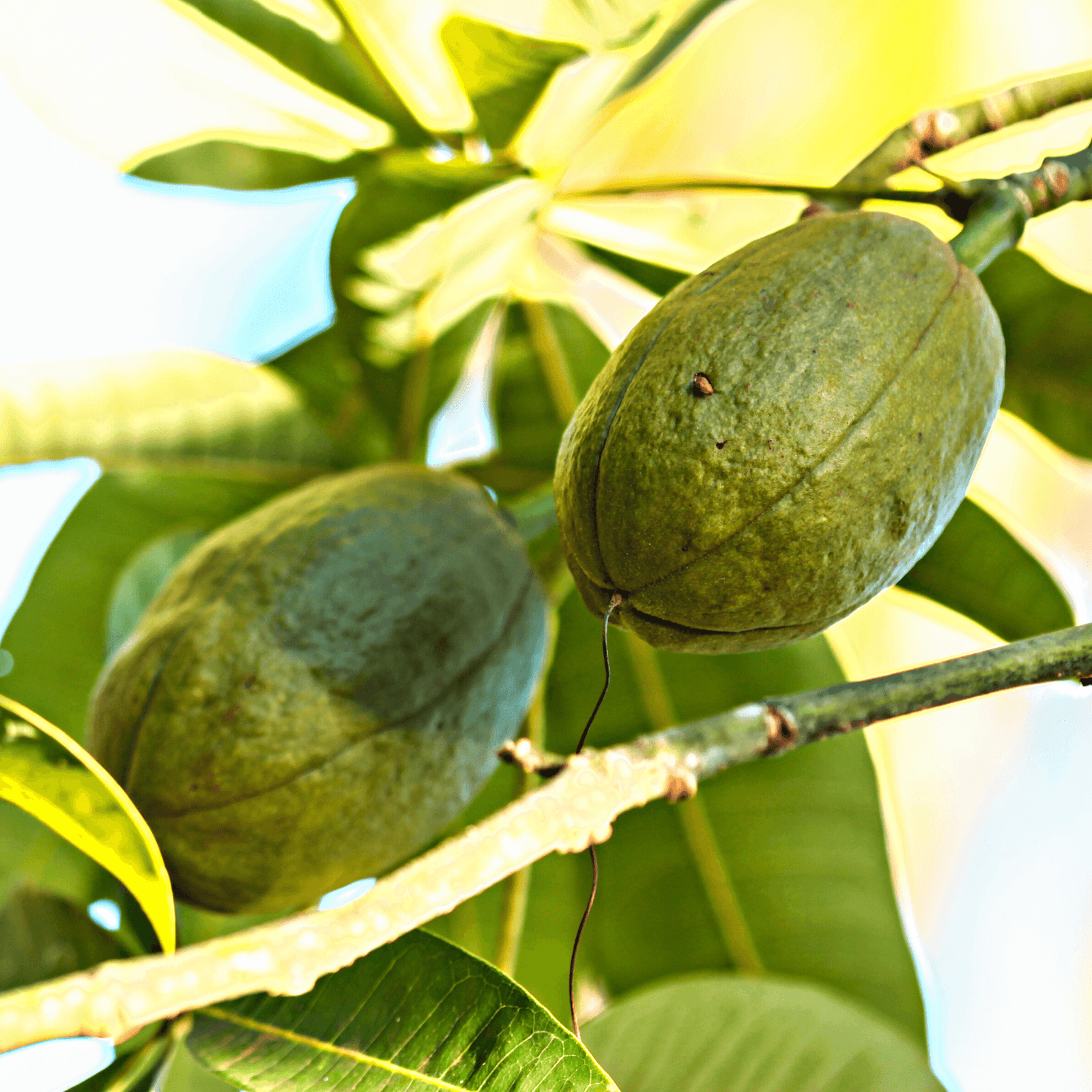 Malabar Chestnut email with Mari- Hawaii - Rare Dragon Fruit