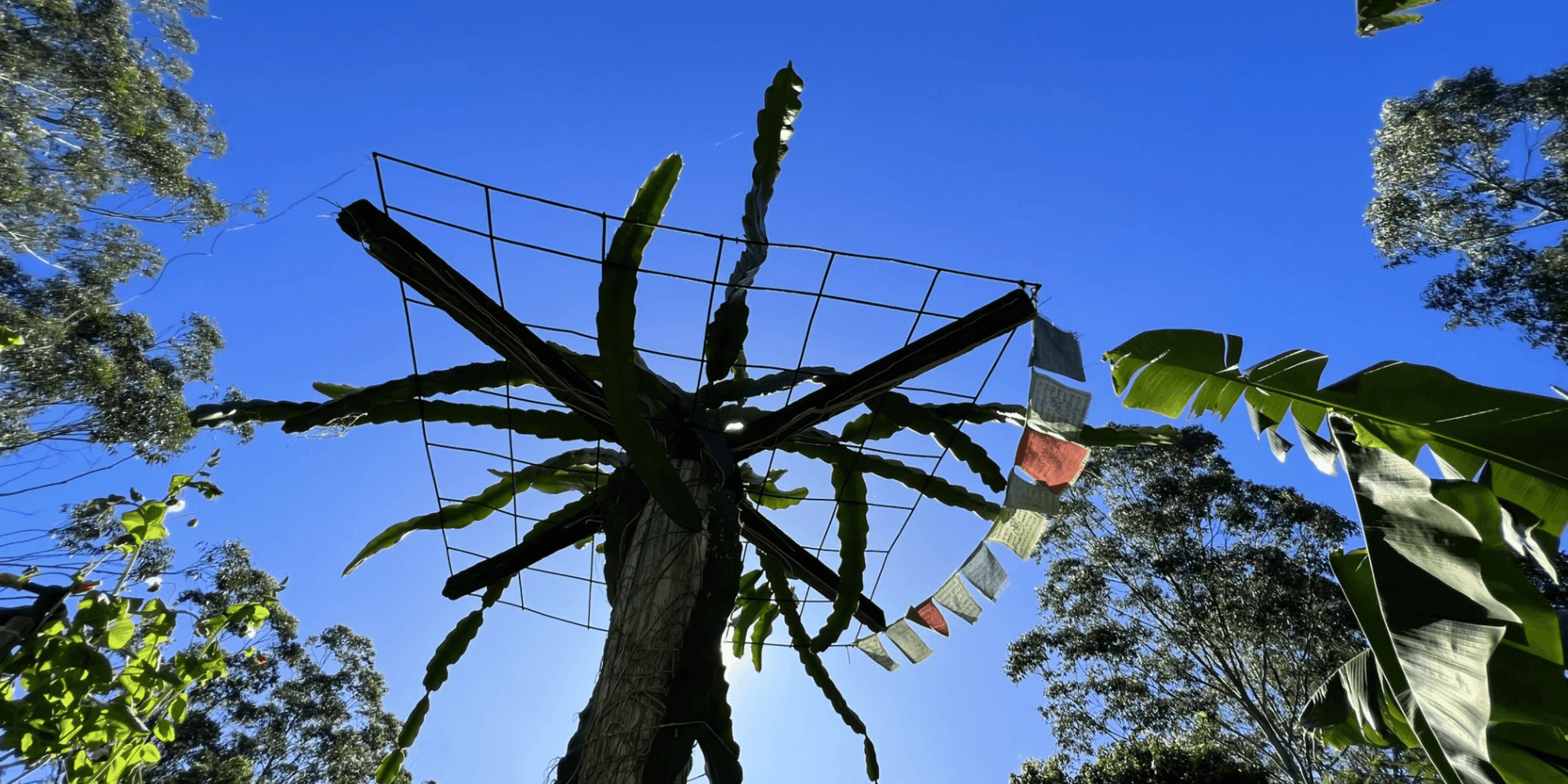 The Weedy Gardener- PLANTING DRAGON FRUIT - and building a cheap DIY trellis - Rare Dragon Fruit