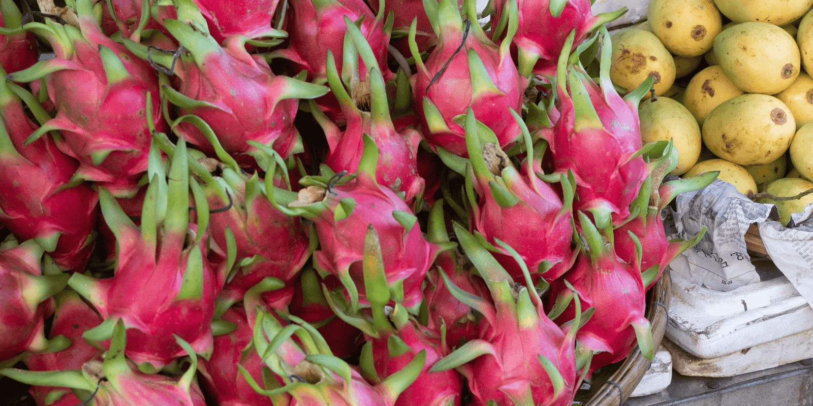 University of Hawaii study on Dragon Fruit June 2004 - Rare Dragon Fruit