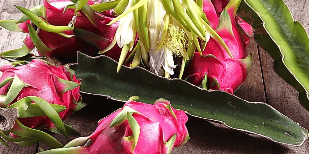 Where to buy dragon fruit fruit, cuttings and potted plants? - Rare ...