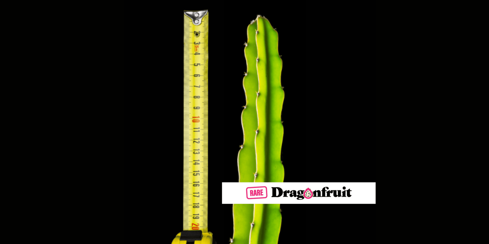 Why does the price of dragon cutting vary so much??? - Rare Dragon Fruit