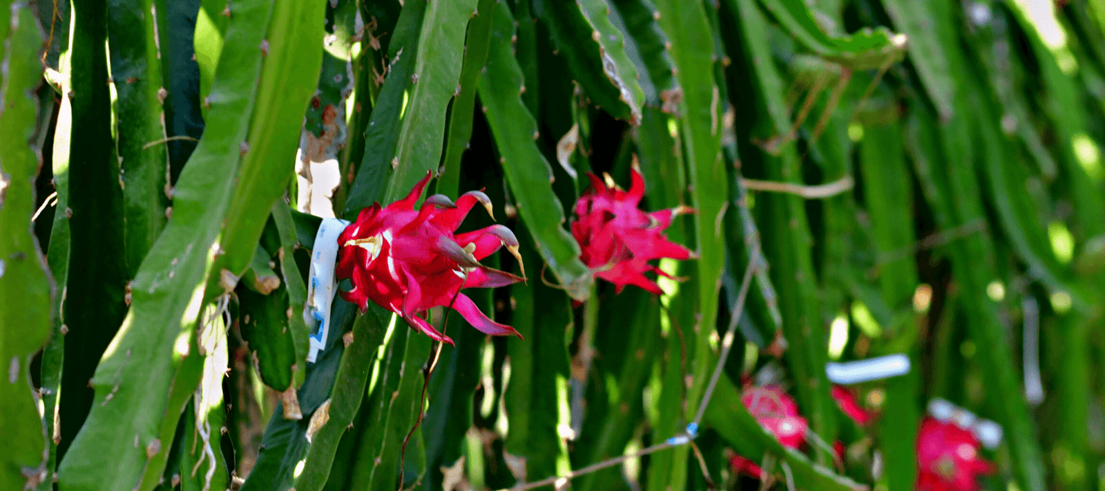 BEST SELLERS - Rare Dragon Fruit