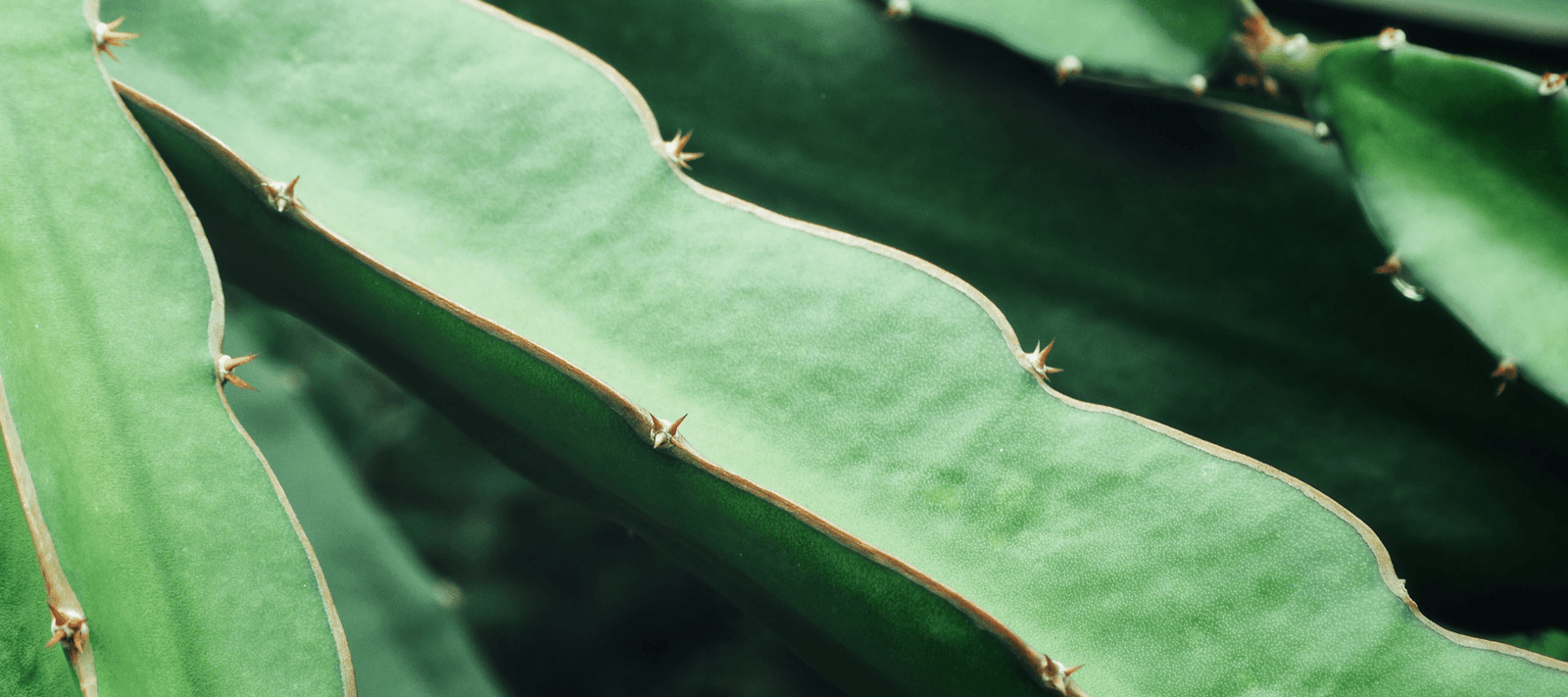Dragon Fruit Cuttings - Rare Dragon Fruit