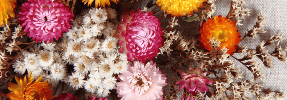 Gifts - Rare Dragon Fruit