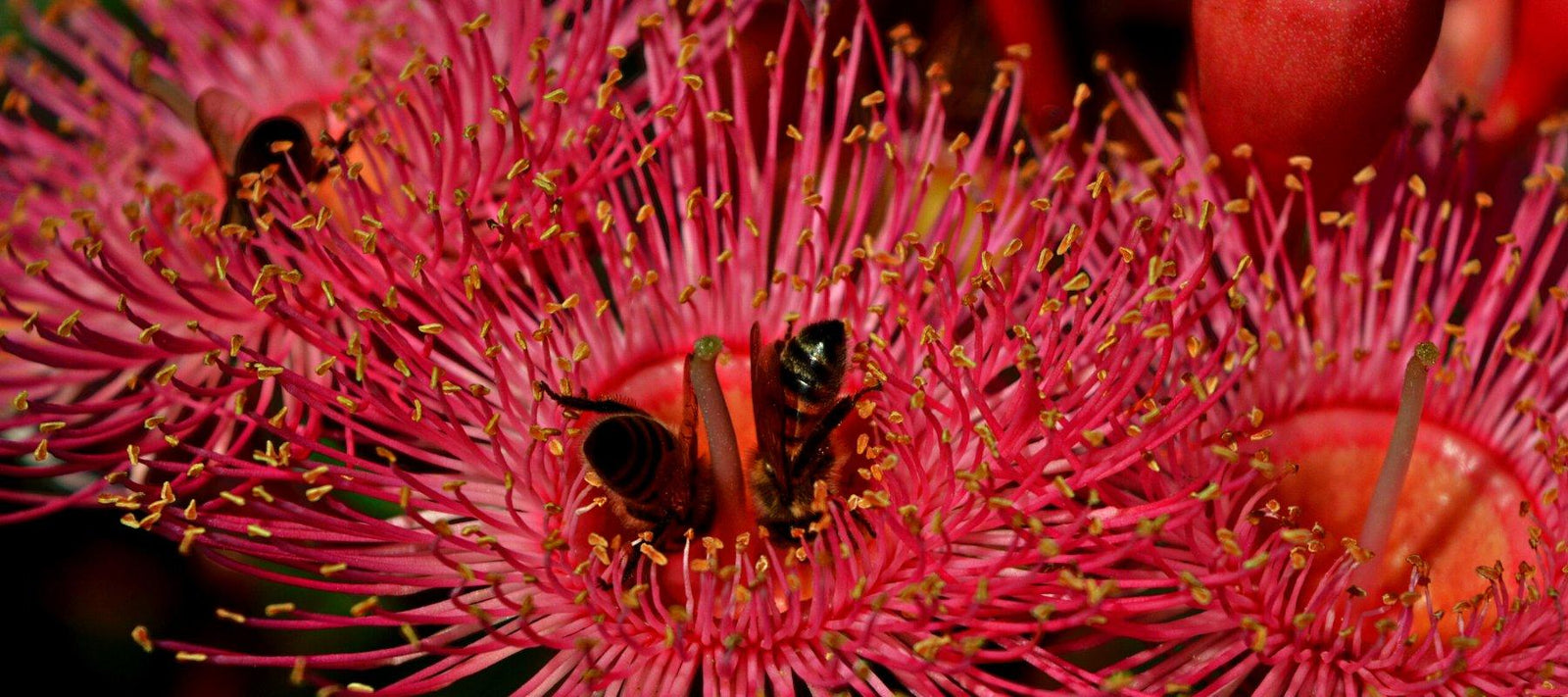 Native Plants - Rare Dragon Fruit