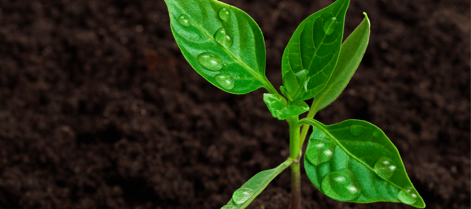 NEW - Rare Dragon Fruit