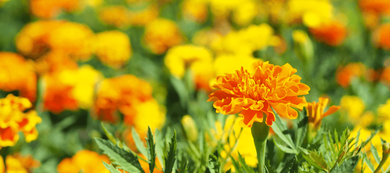 Permaculture - Rare Dragon Fruit