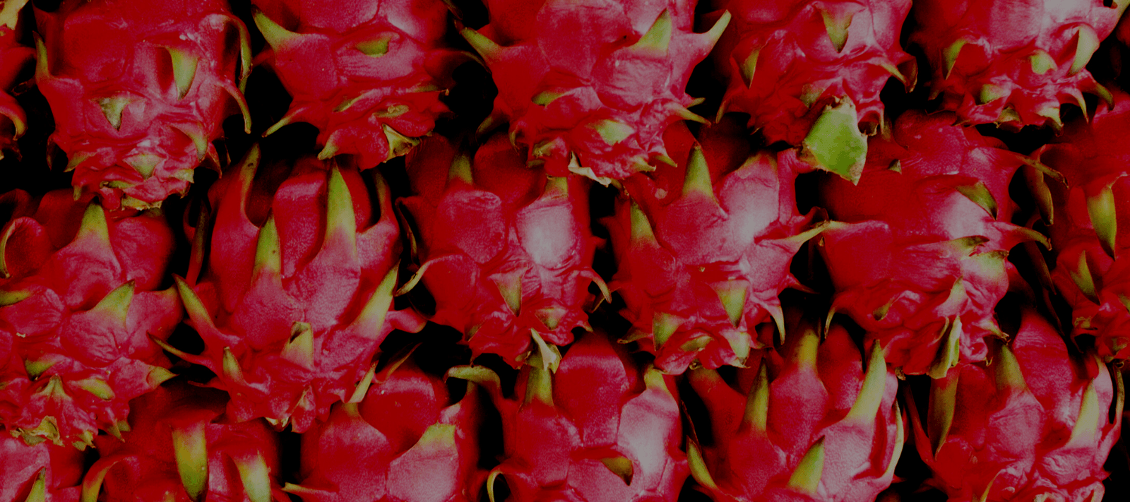 SALE - Rare Dragon Fruit