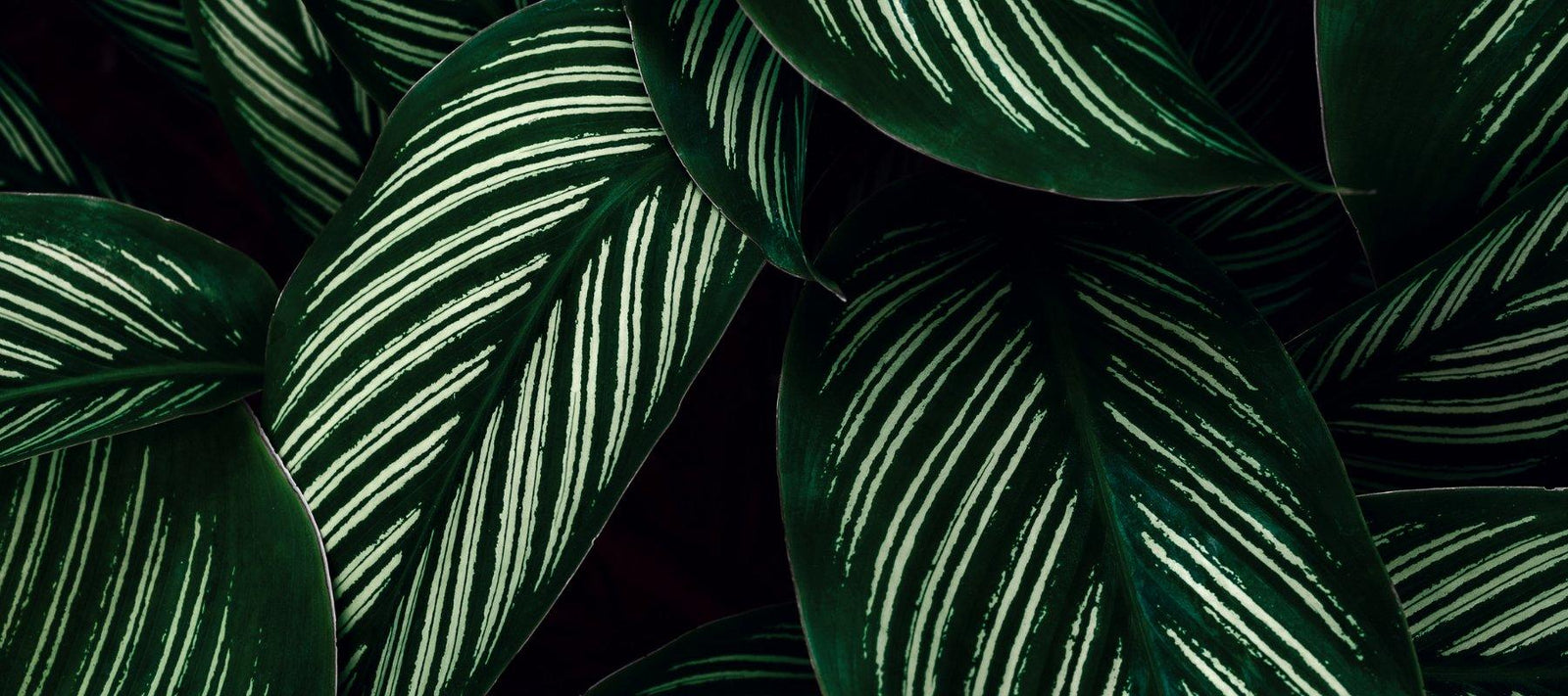 Tropical and Indoor Plants - Rare Dragon Fruit