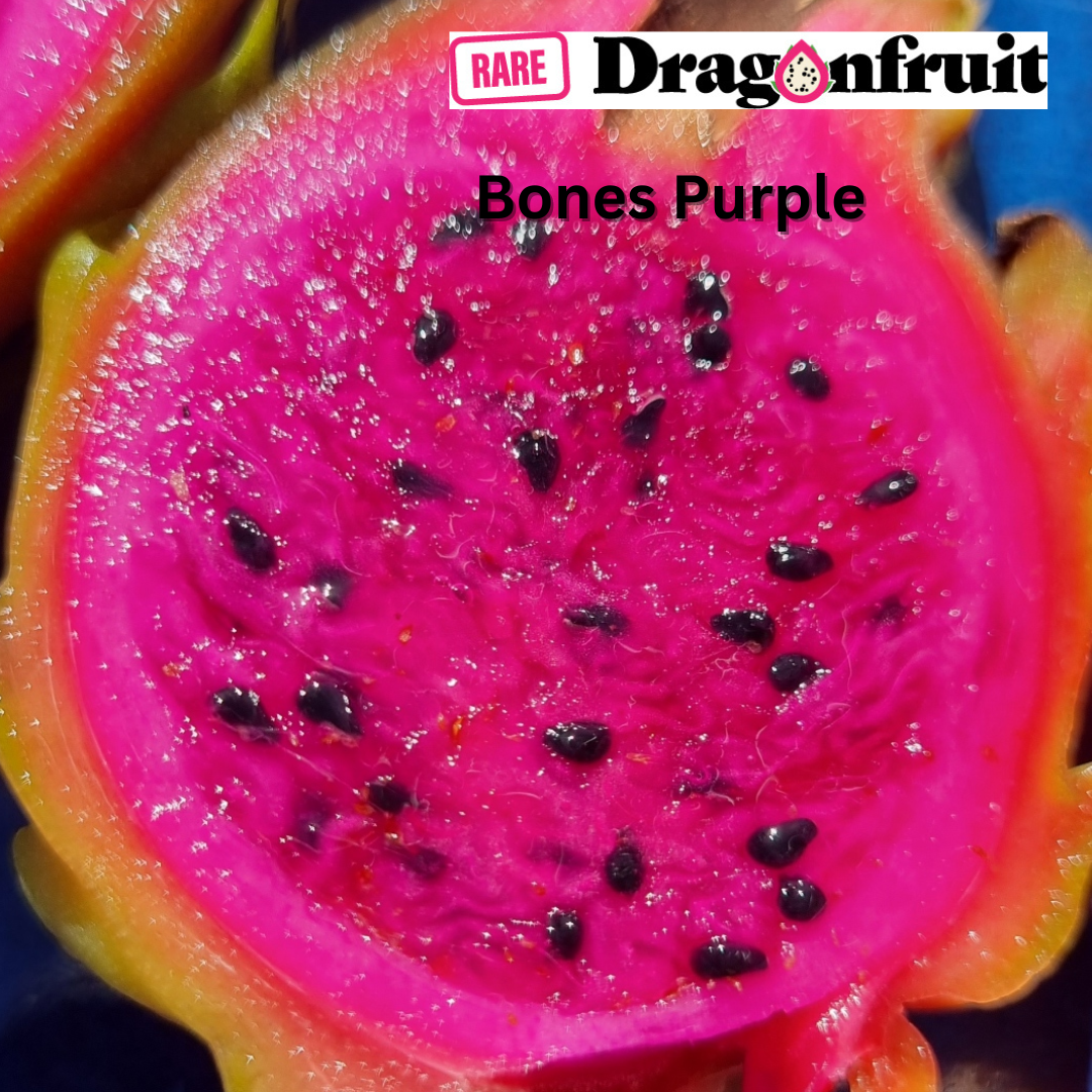 Bones Purple Dragon Fruit - Rare Dragon Fruit