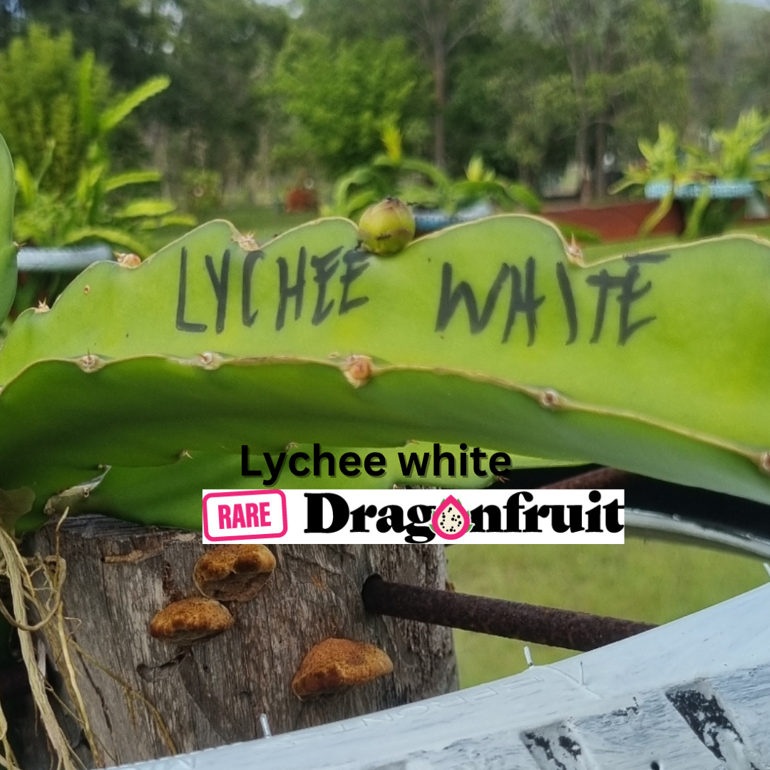Lychee White Dragon fruit