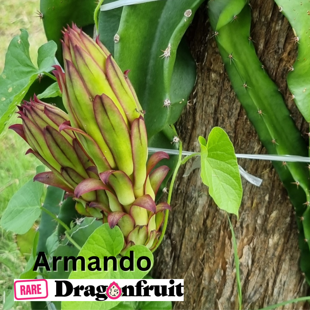 Armando Dragon Fruit Variety - Hylocereus costaricensis - Rare Dragon Fruit