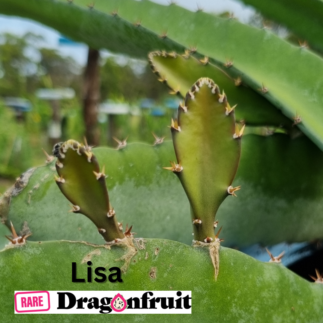 Lisa Dragon Fruit Plant - Rare Dragon Fruit