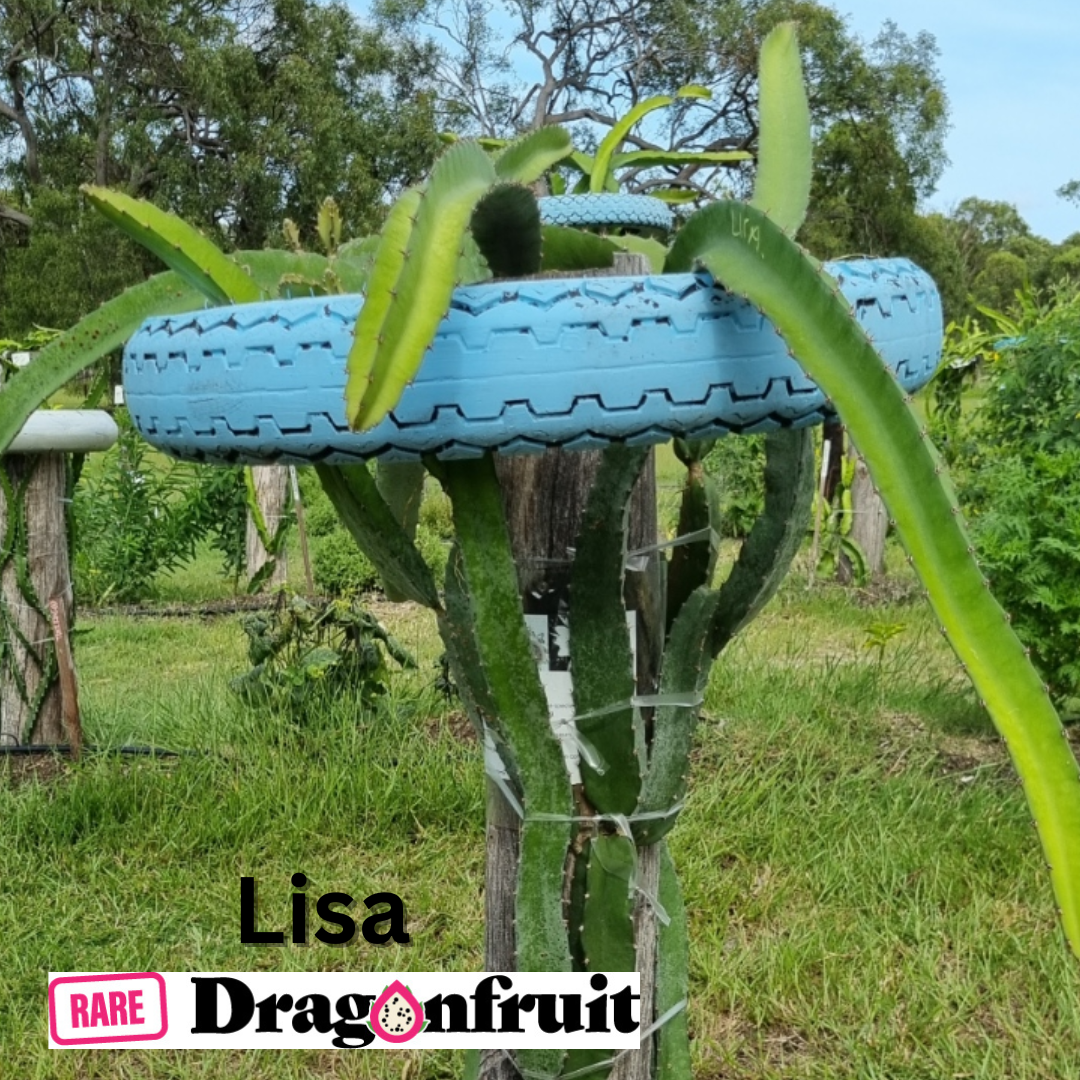 Lisa Dragon Fruit Plant - Rare Dragon Fruit