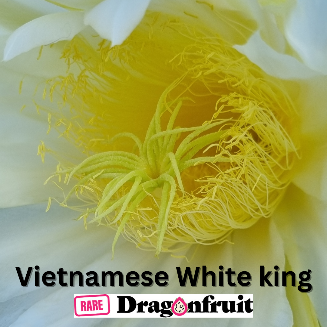 Vietnamese White King Dragon Fruit - Rare Dragon Fruit