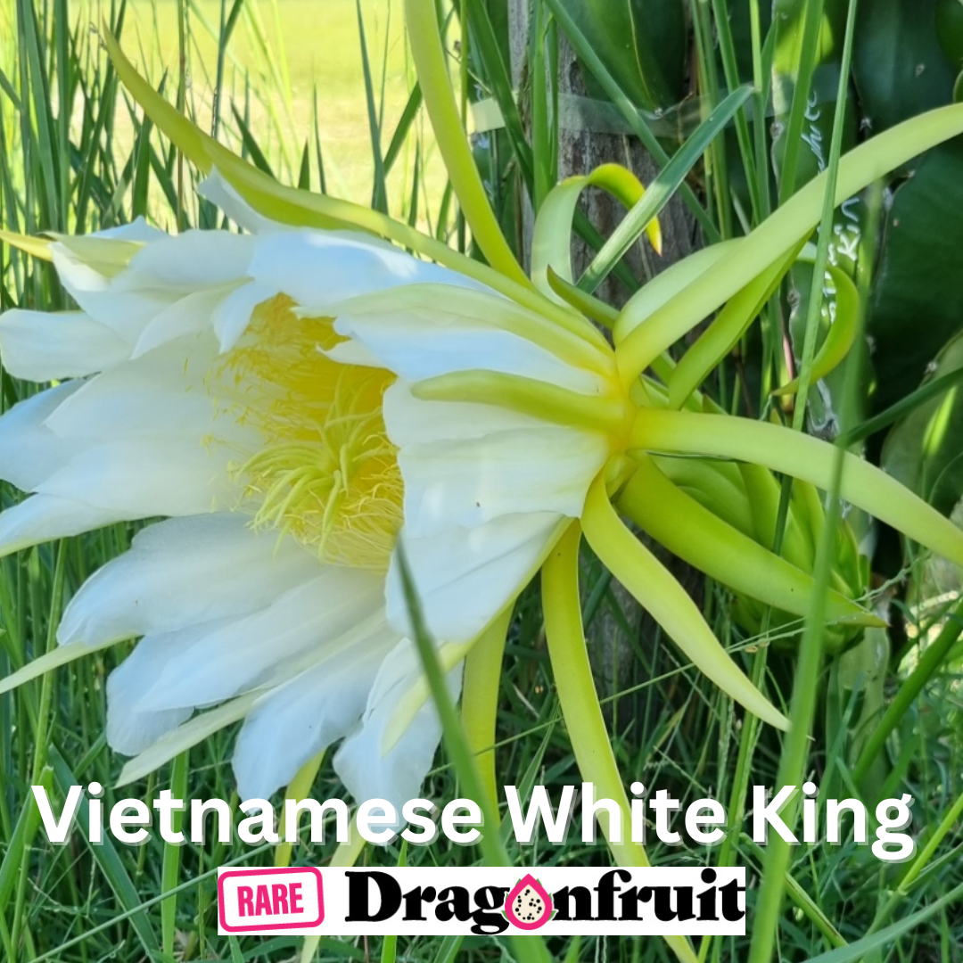 Vietnamese White King Dragon Fruit - Rare Dragon Fruit