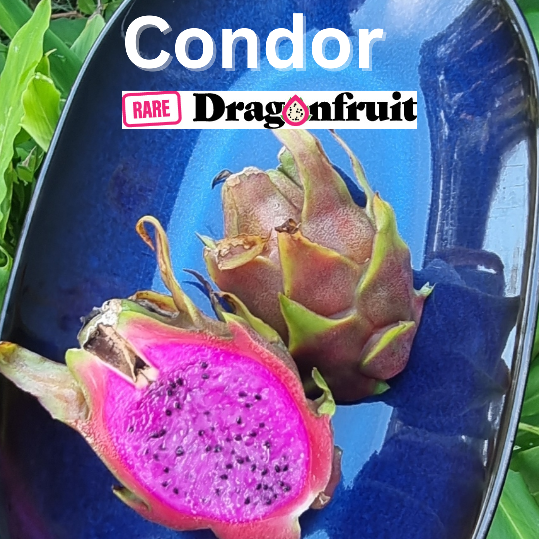 Condor- Hylocereus guatemalensis X Californian Dragon Fruit - Rare Dragon Fruit