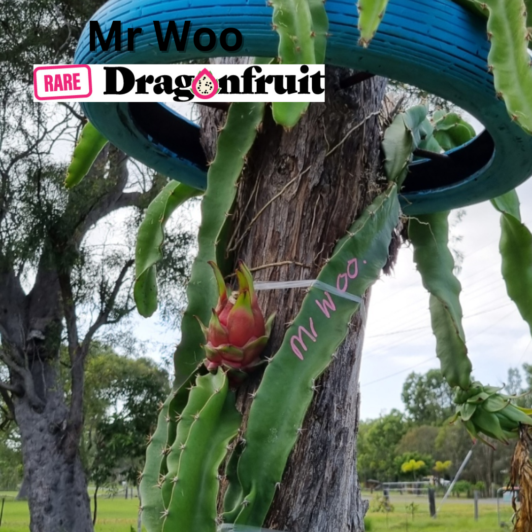 Mr Woo Dragon Fruit - Rare Dragon Fruit