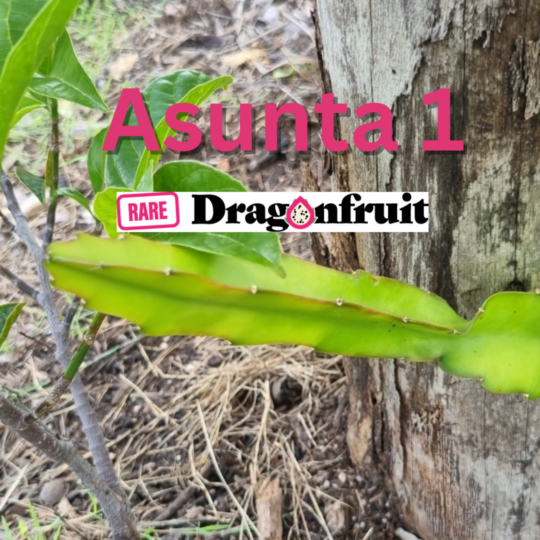 Asunta 1 dragon fruit