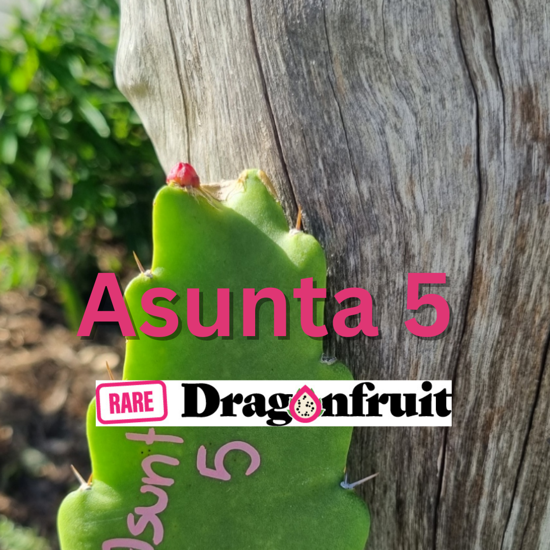 Asunta 5- A5 H. stenopterus X H. guatemalensis Dragon Fruit Plant - Rare Dragon Fruit