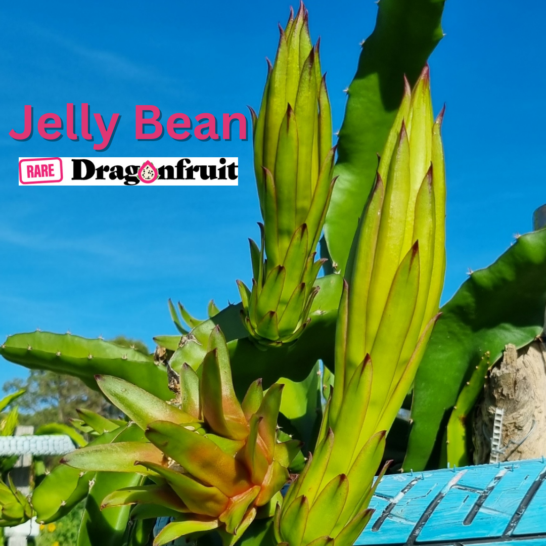 Jelly Bean Dragon Fruit