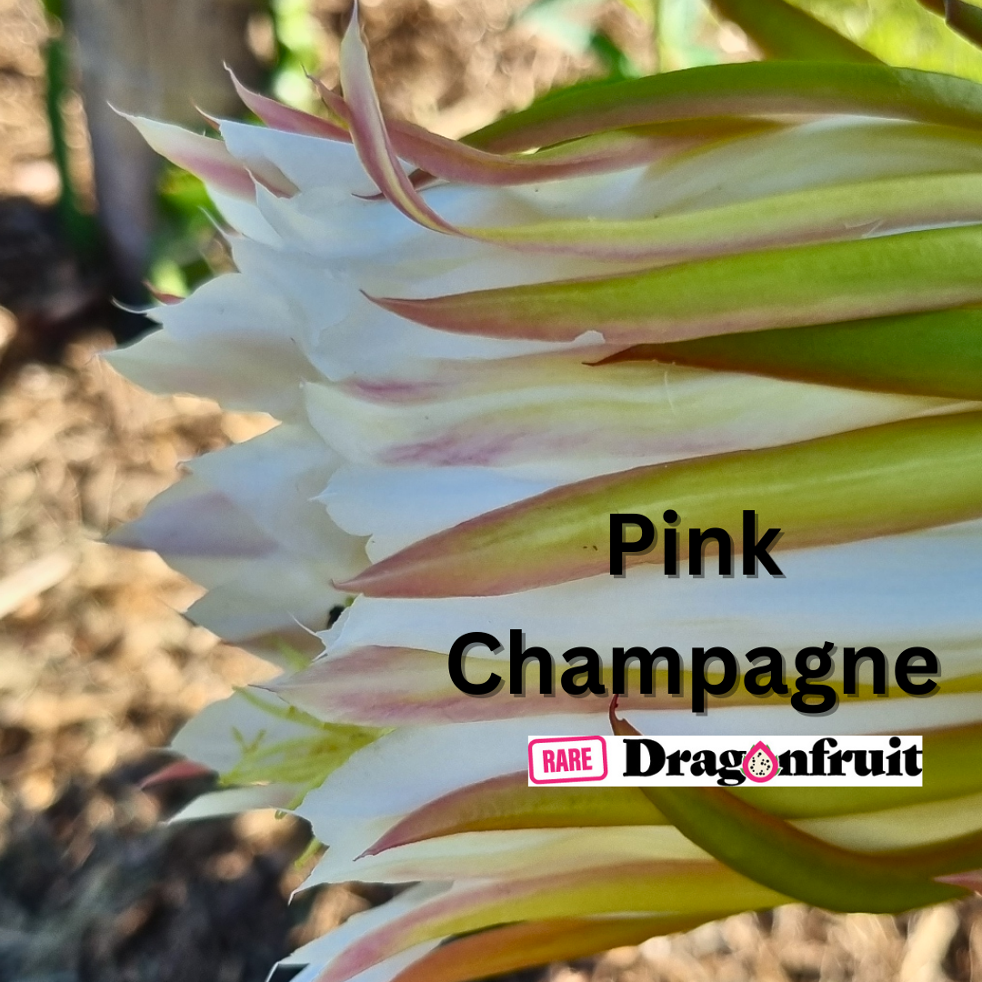 Pink Champagne Dragon fruit - Rare Dragon Fruit