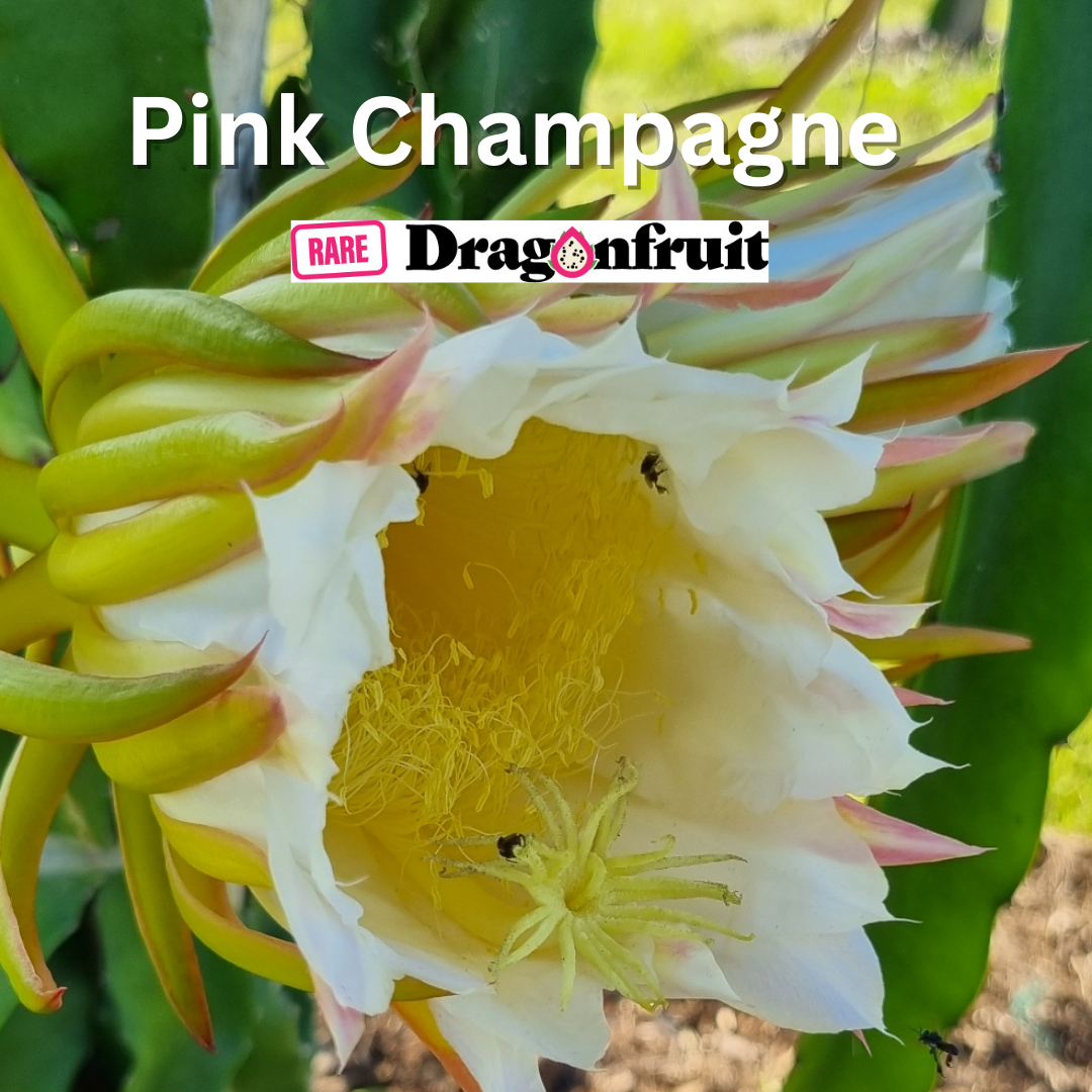 Pink Champagne Dragon fruit - Rare Dragon Fruit