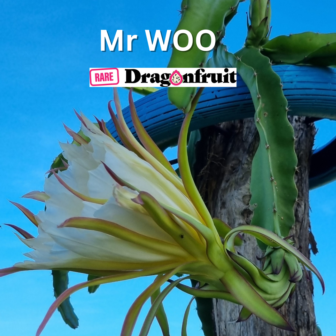 Mr Woo Dragon Fruit - Rare Dragon Fruit