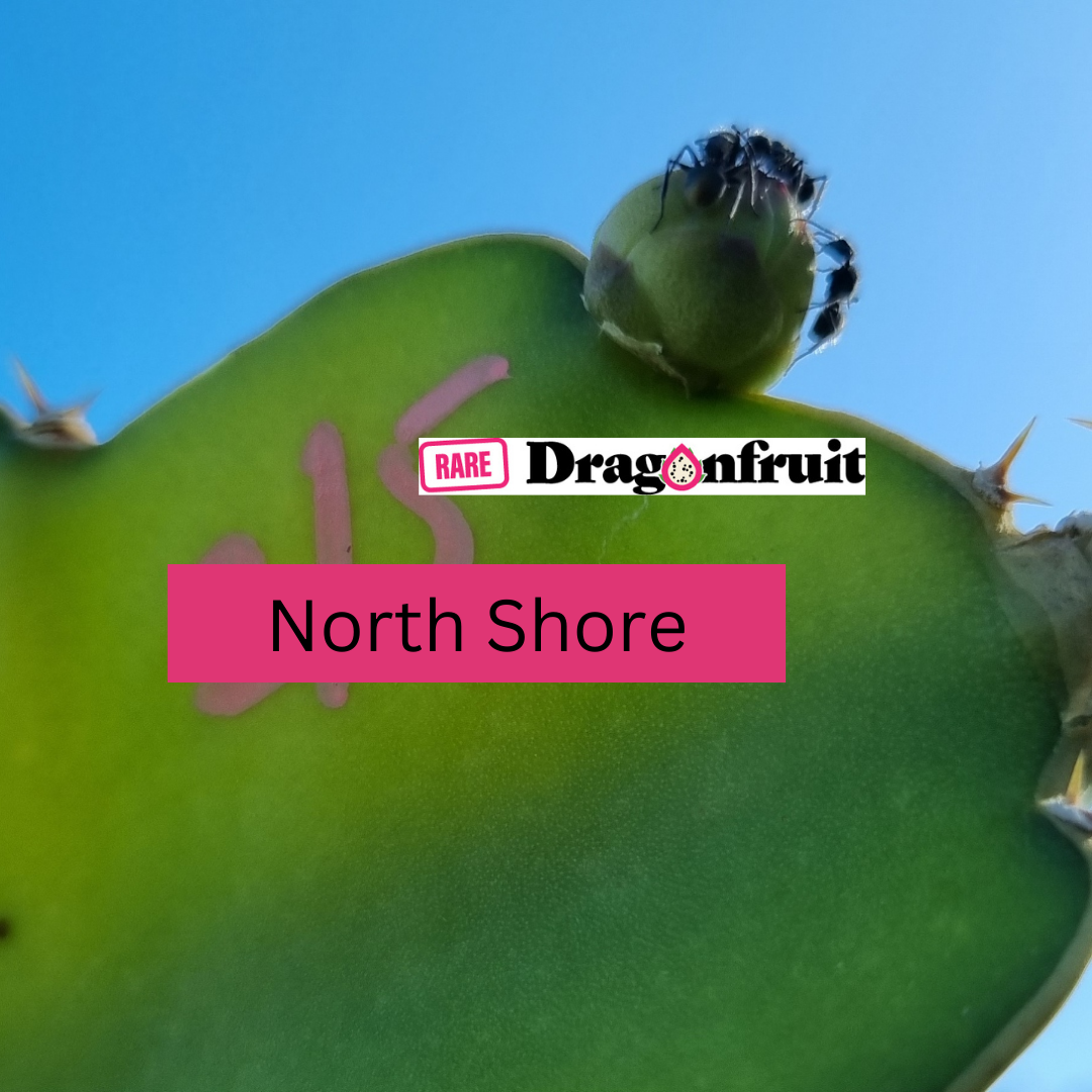 North Shore Noid Dragon Fruit - Rare Dragon Fruit