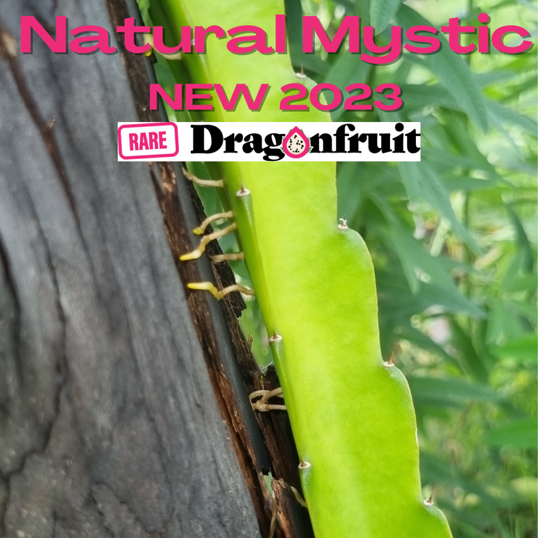 Natural Mystic (USA)- H. polyrhizus X H. undatus 2023 - Rare Dragon Fruit