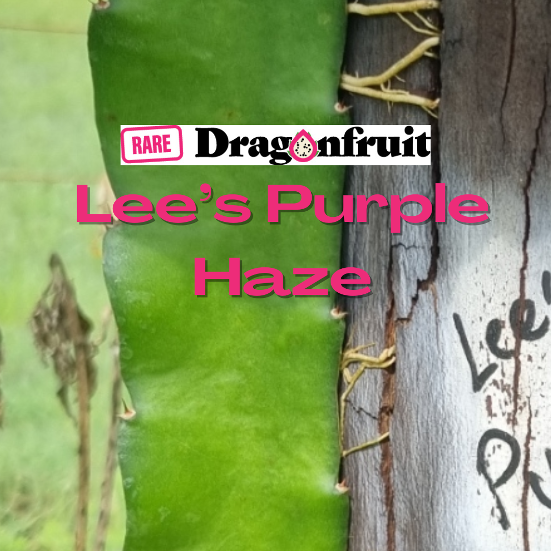 Lees Purple Haze - H. guatemalensis X H. undatus California
