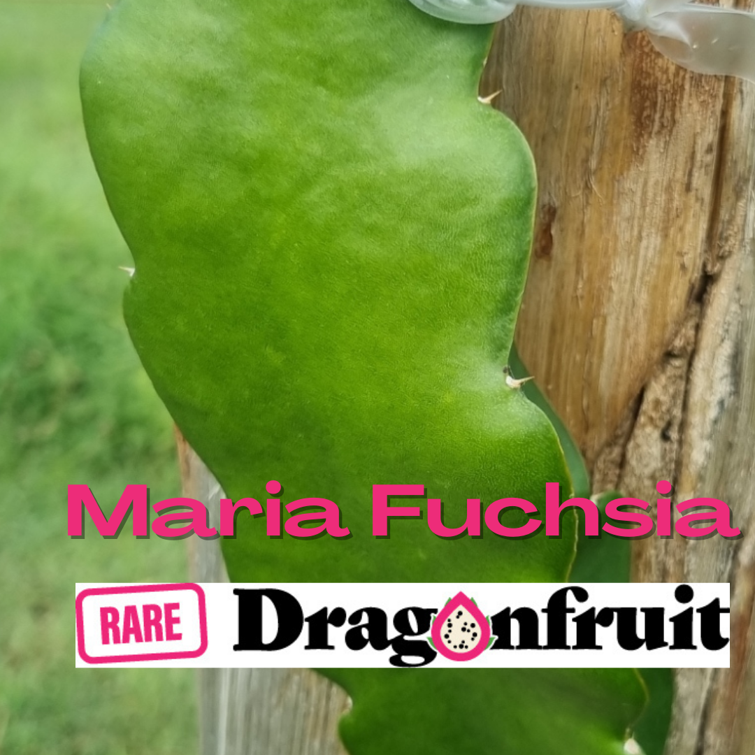 Maria Fuchsia- NEW 2023 - Rare Dragon Fruit