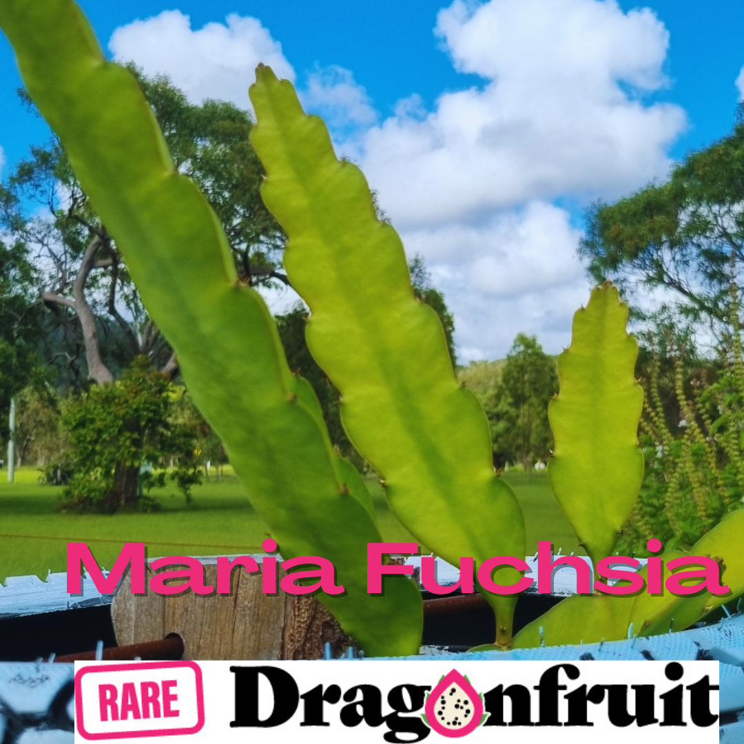 Maria Fuchsia- NEW 2023 - Rare Dragon Fruit