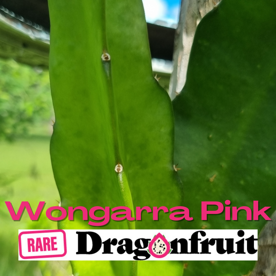Wongarra Pink Dragon Fruit Variety, New 2023