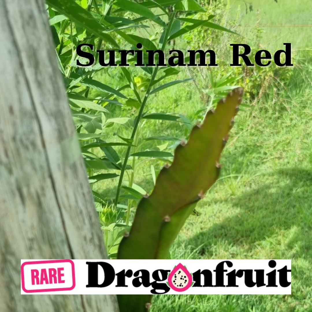 Surinam Red Dragon Fruit