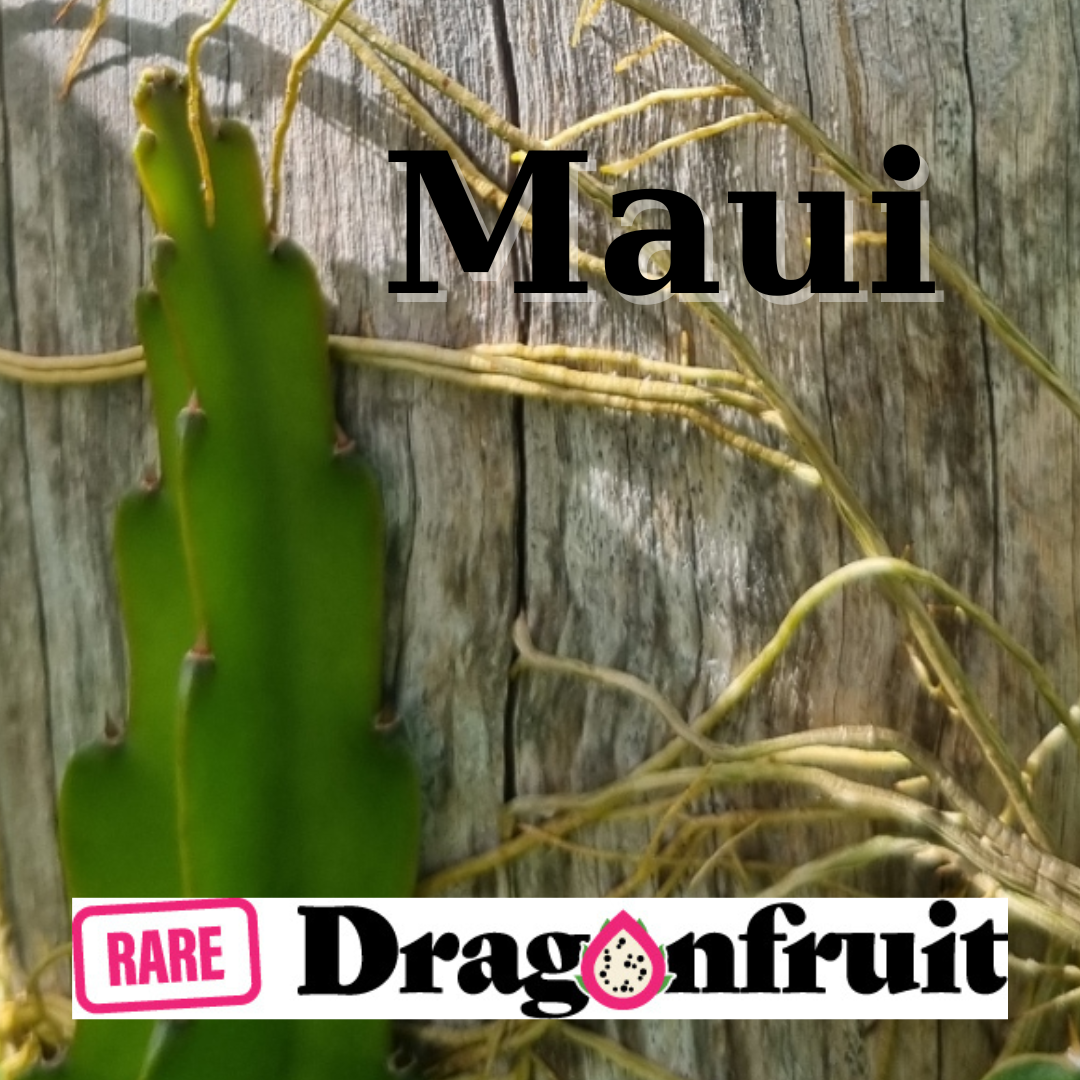 Maui Dragon – Hylocereus undatus Dragon fruit - Rare Dragon Fruit