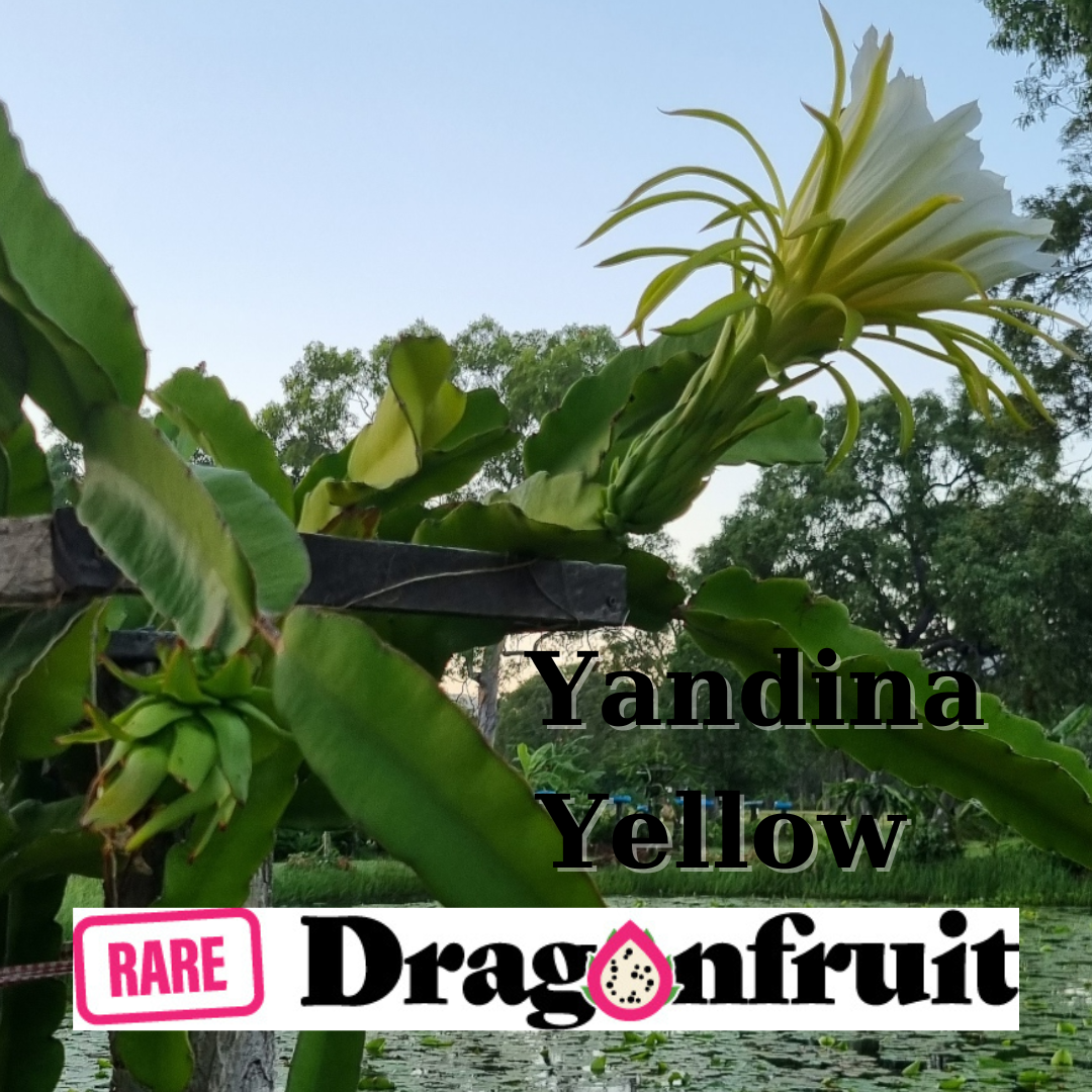 Yandina Yellow noid Dragon Fruit - Rare Dragon Fruit