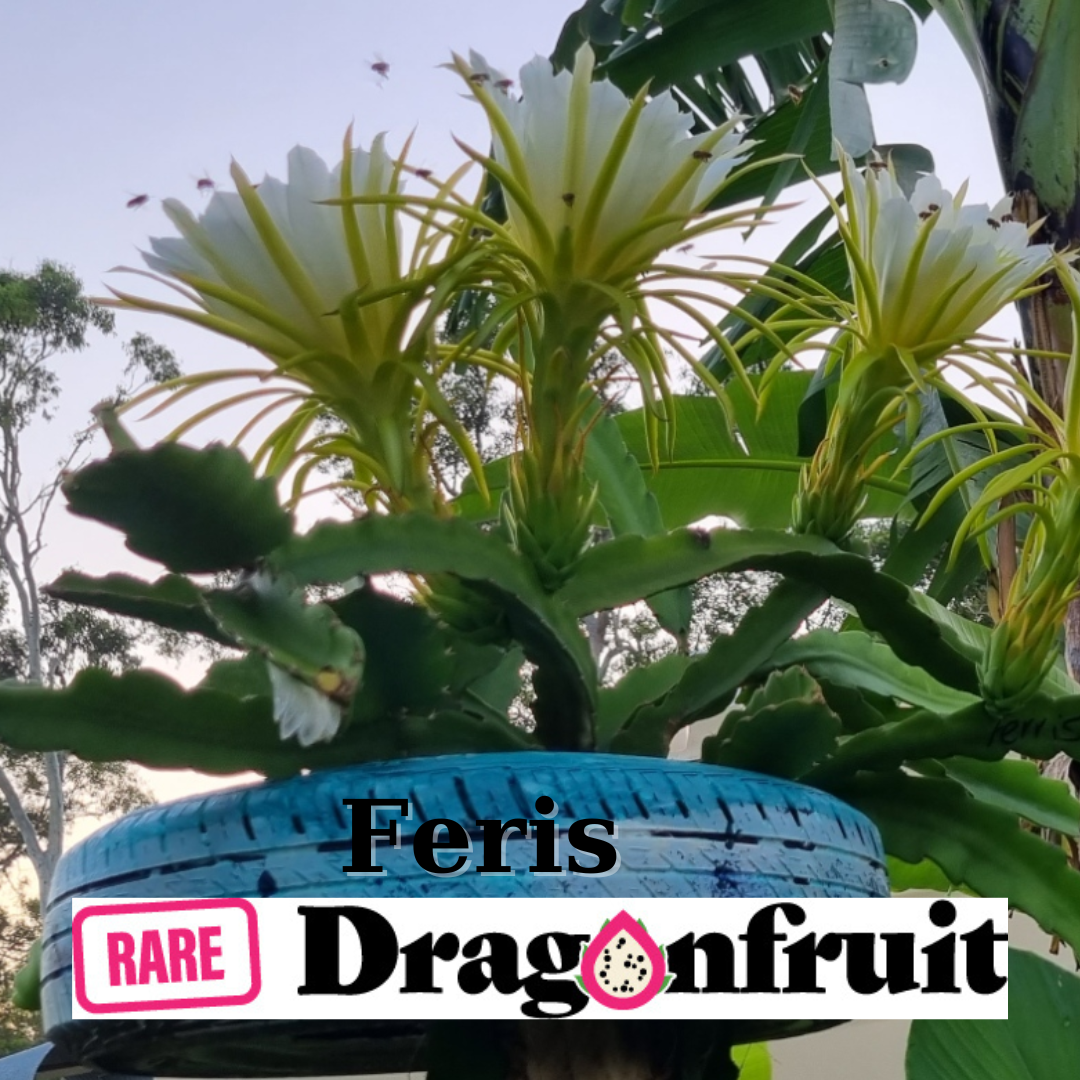 Ferris Dragon Fruit Cutting - Rare Dragon Fruit