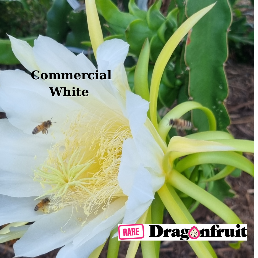 Commercial White Dragon Fruit