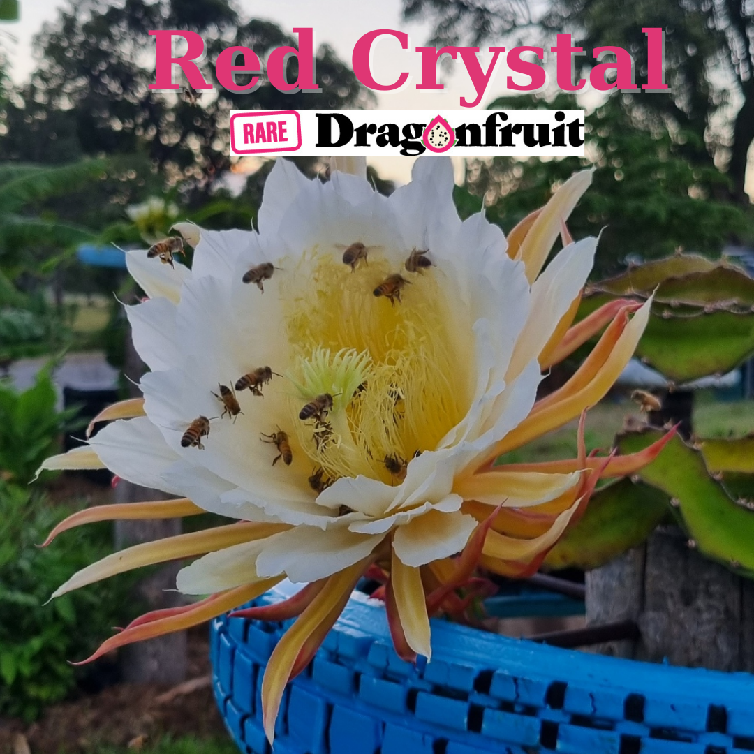 Red Crystal Dragon Fruit - Rare Dragon Fruit