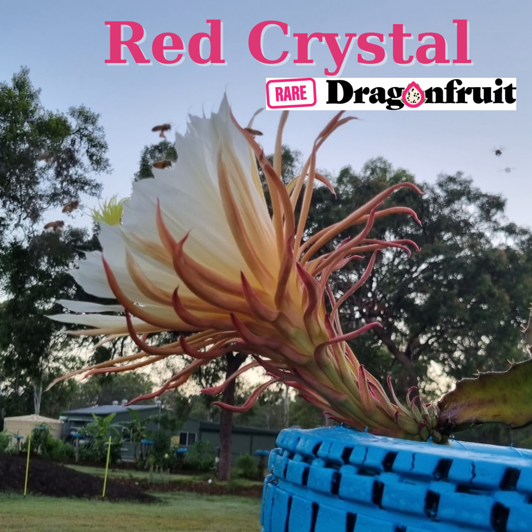 Red Crystal Dragon Fruit - Rare Dragon Fruit