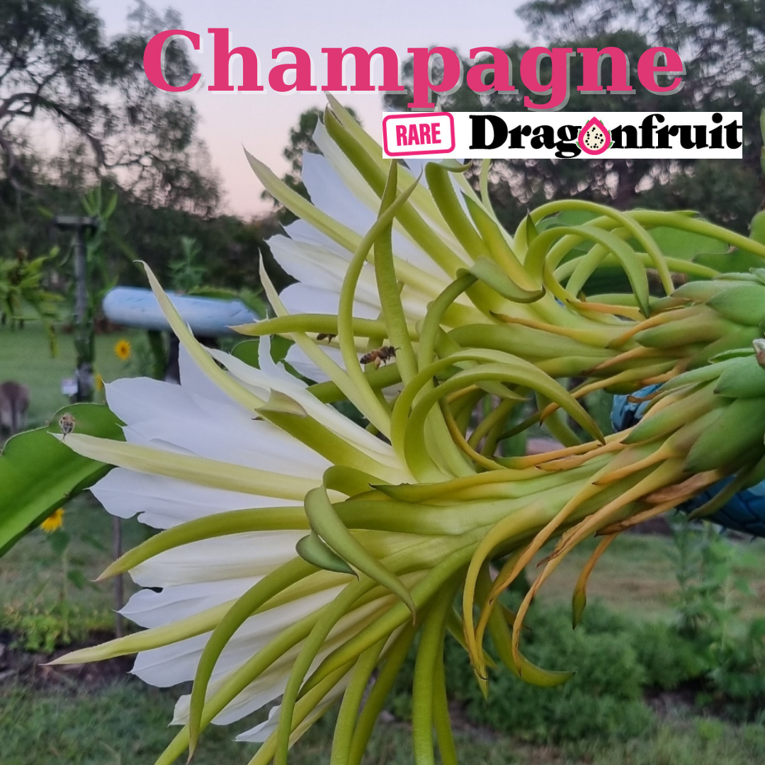 Champagne Dragon fruit - Rare Dragon Fruit