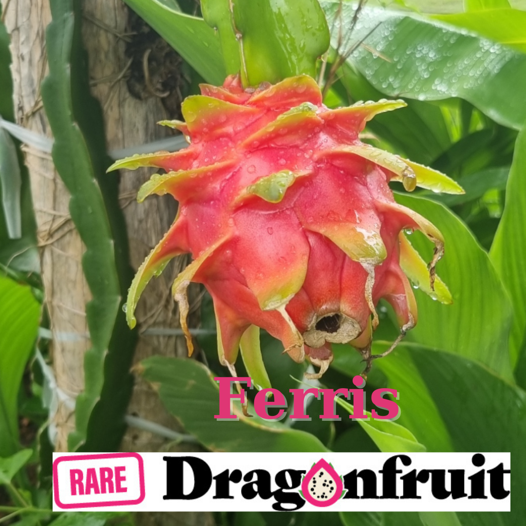 Ferris Dragon Fruit Cutting - Rare Dragon Fruit