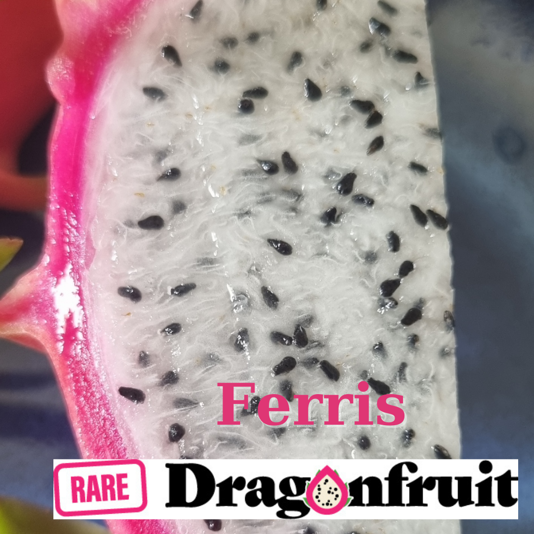 Ferris Dragon Fruit Cutting - Rare Dragon Fruit