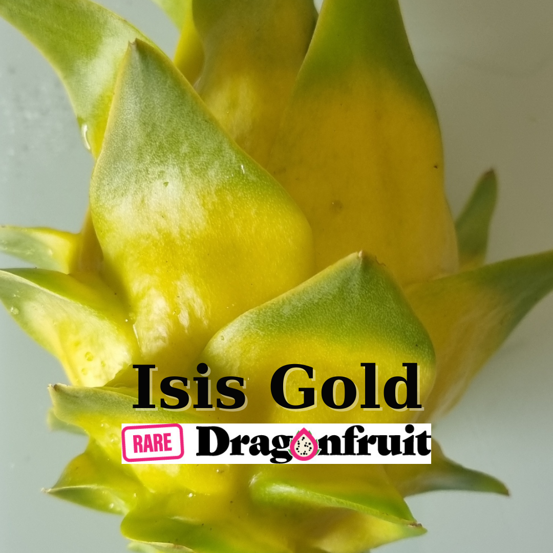 Isis Gold - Hylocereus Undatus X QLD Australian Dragon Fruit Variety - Rare Dragon Fruit