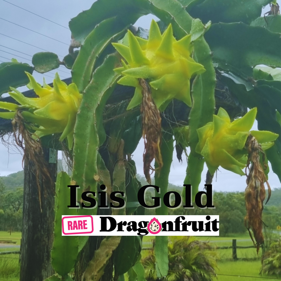 Isis Gold - Hylocereus Undatus X QLD Australian Dragon Fruit Variety - Rare Dragon Fruit